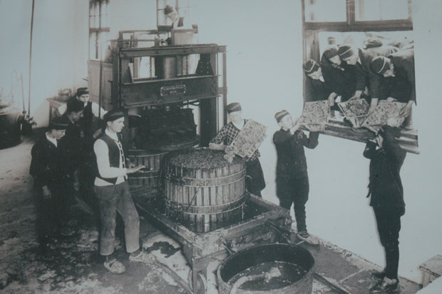 Жупска берба: Уче занат старих винара